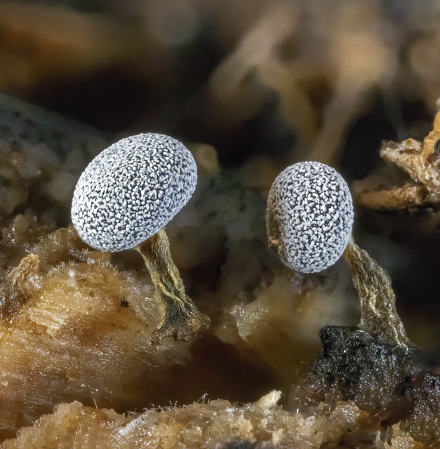 slime mold under a microscope STEM Education Guide
