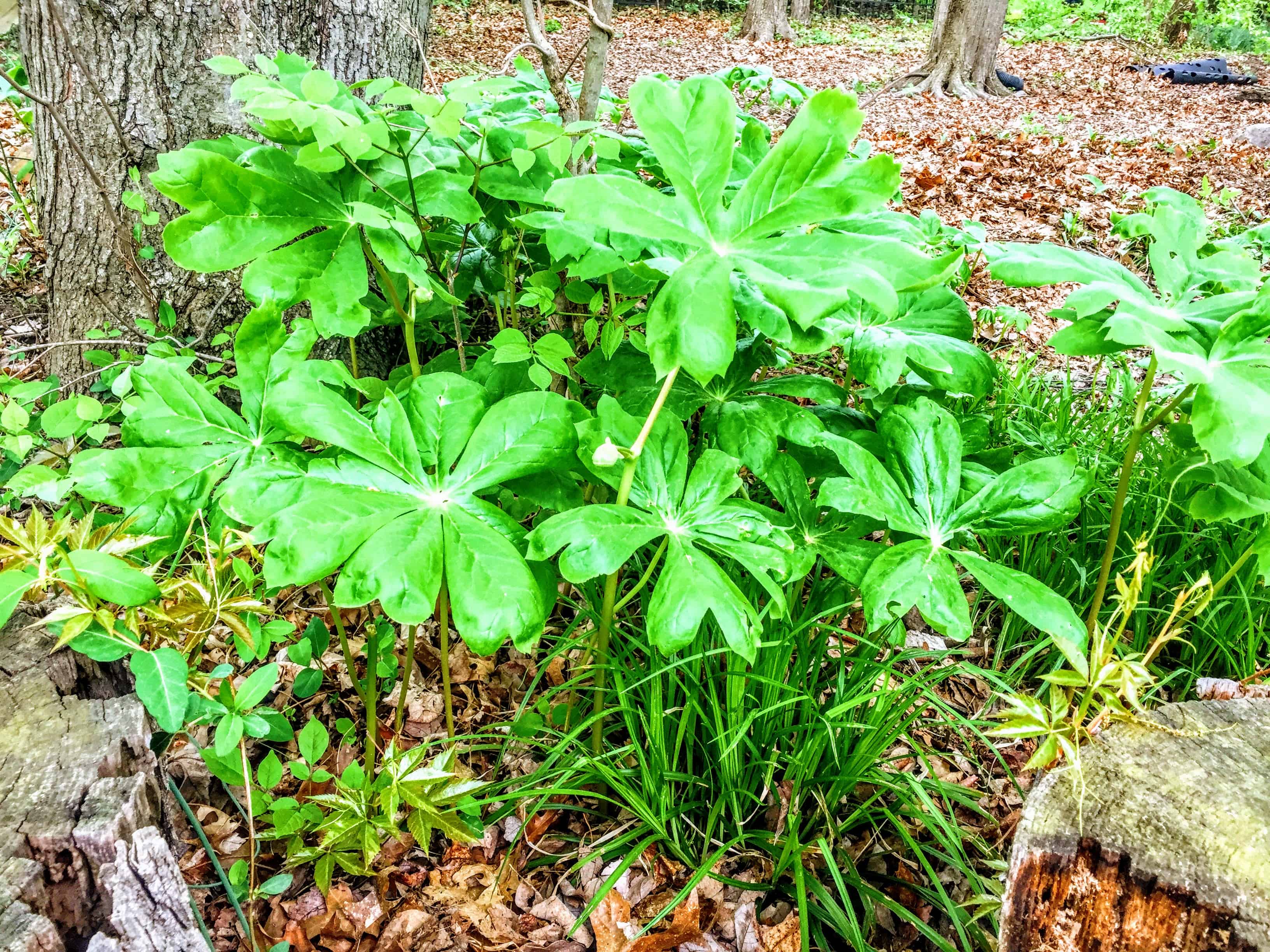 Umbrellas on Our Way to School (Mayapples) Stemshoots