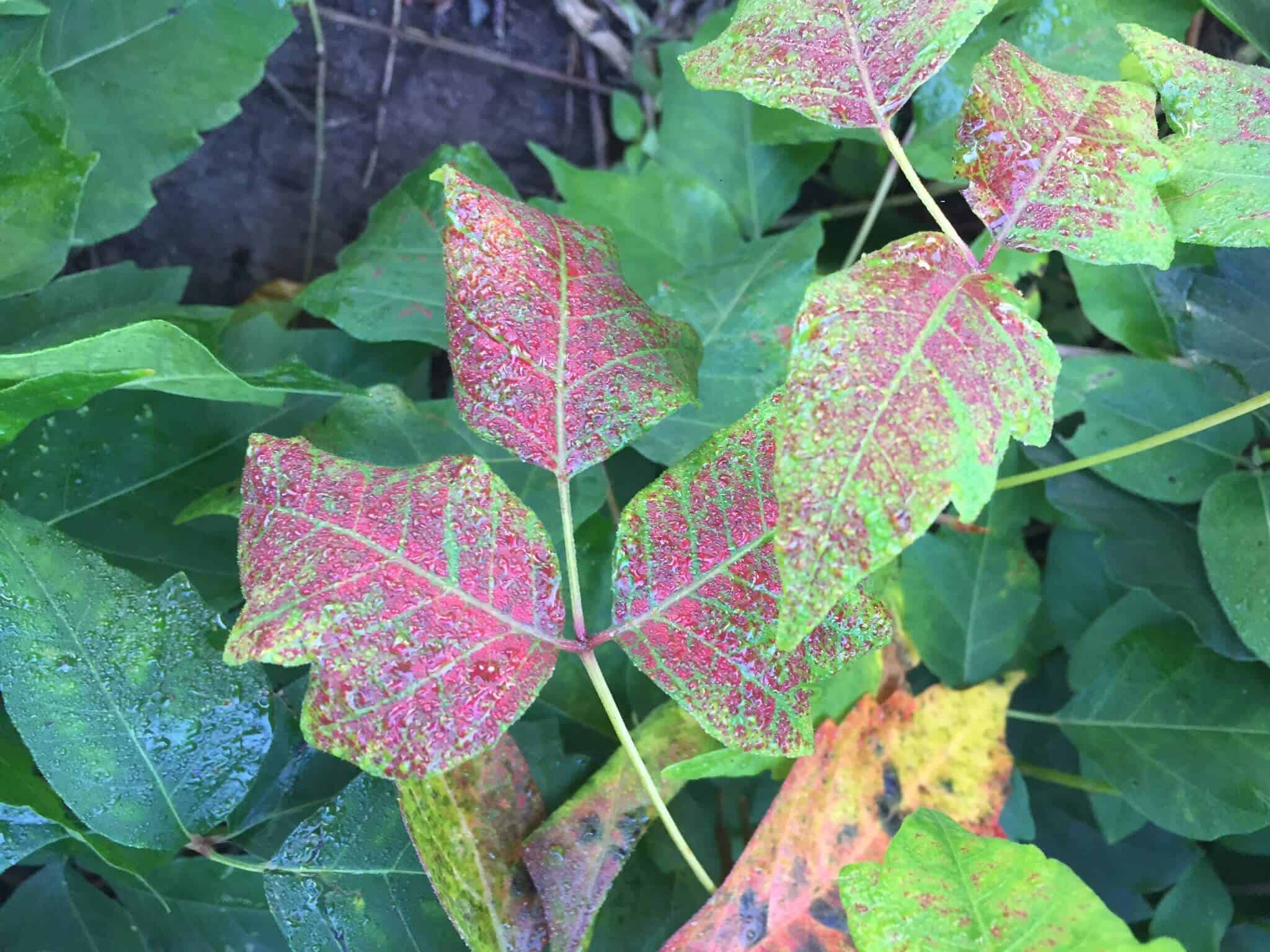 Poison Ivy on your way to School in New Providence
