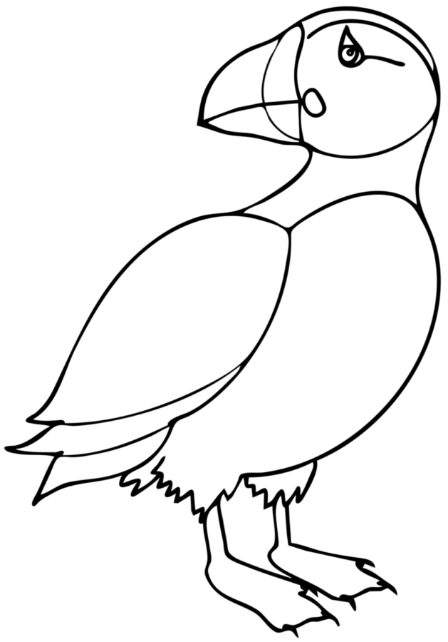 Puffin Island Traceable Tracie Kiernan Step By Step Painting