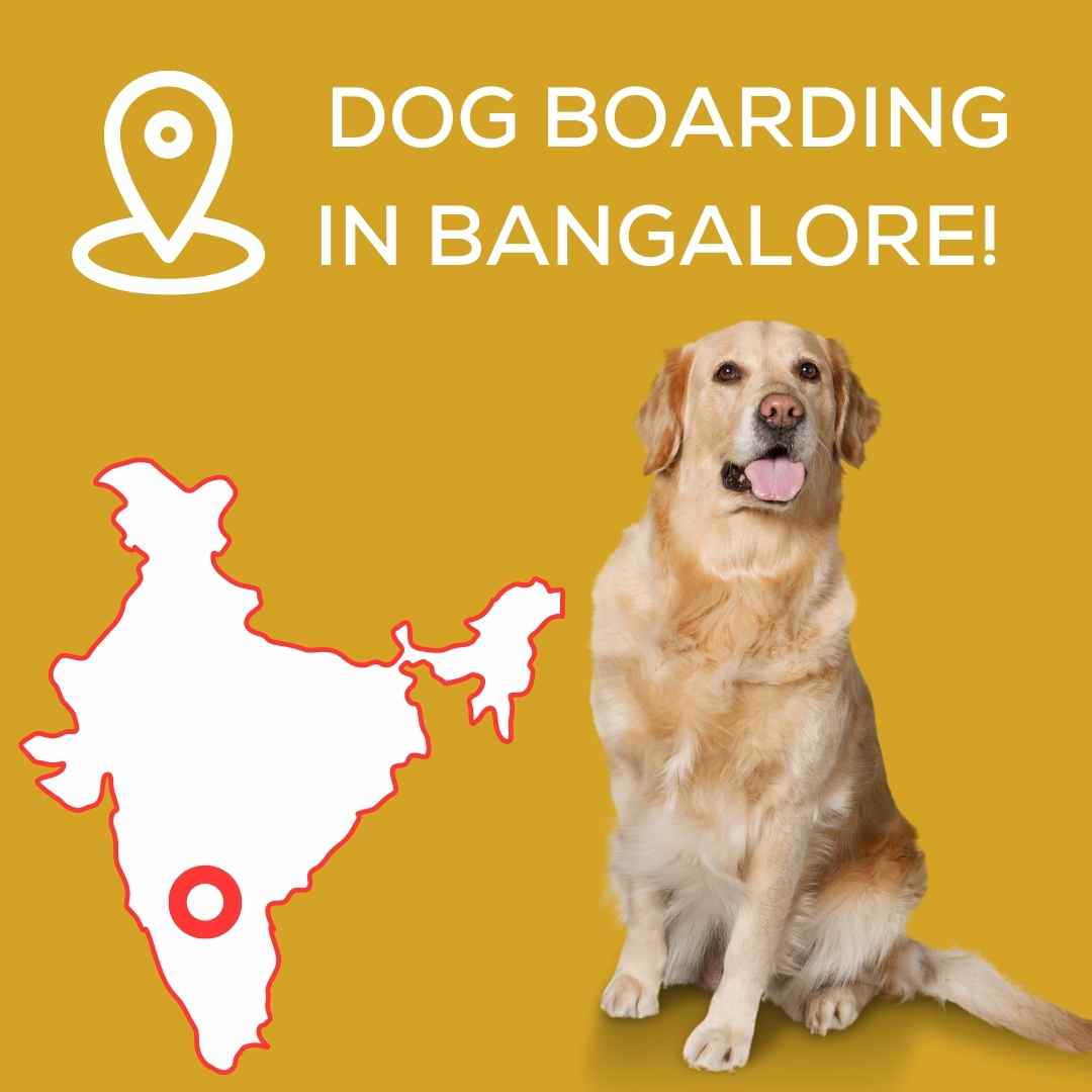 Dog Boarding in Bangalore City! stepevoli