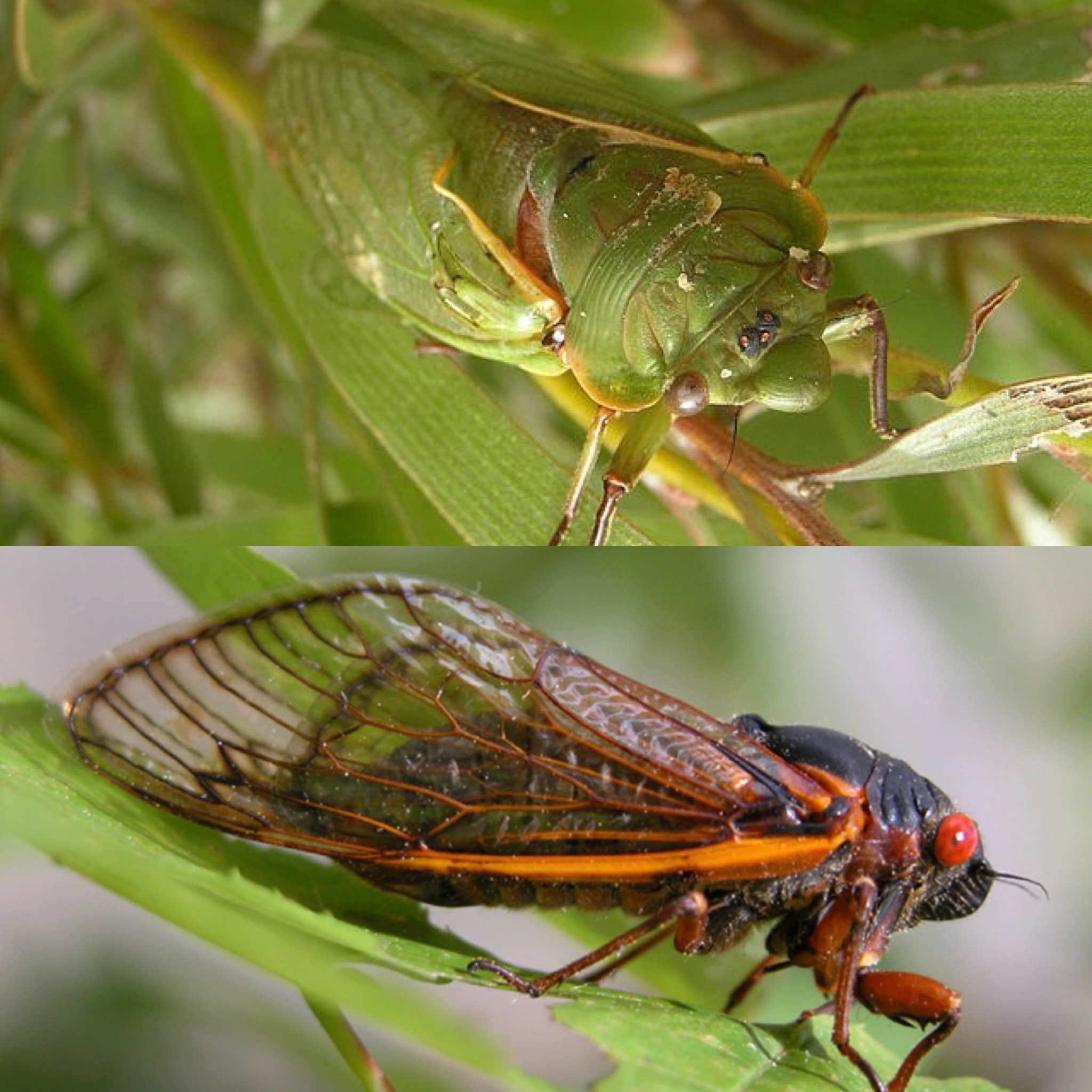 A Look Back at Brood X 2021 Stephwaxpoetic