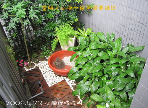 坎坷的木瓜路