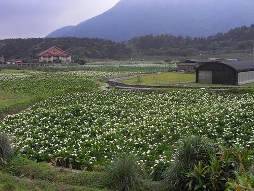 竹子湖沒有湖…