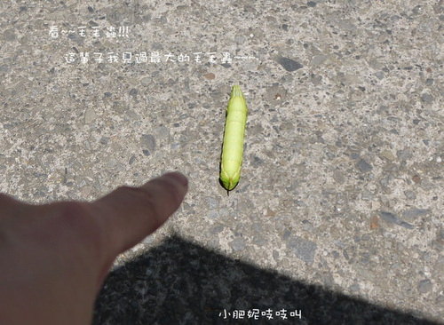 超大毛毛蟲!!!