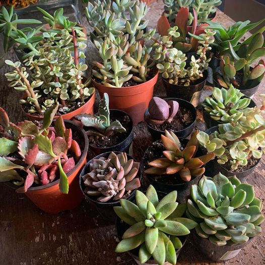 Stephanie's Secret Garden A Different Kind of Flower Shop