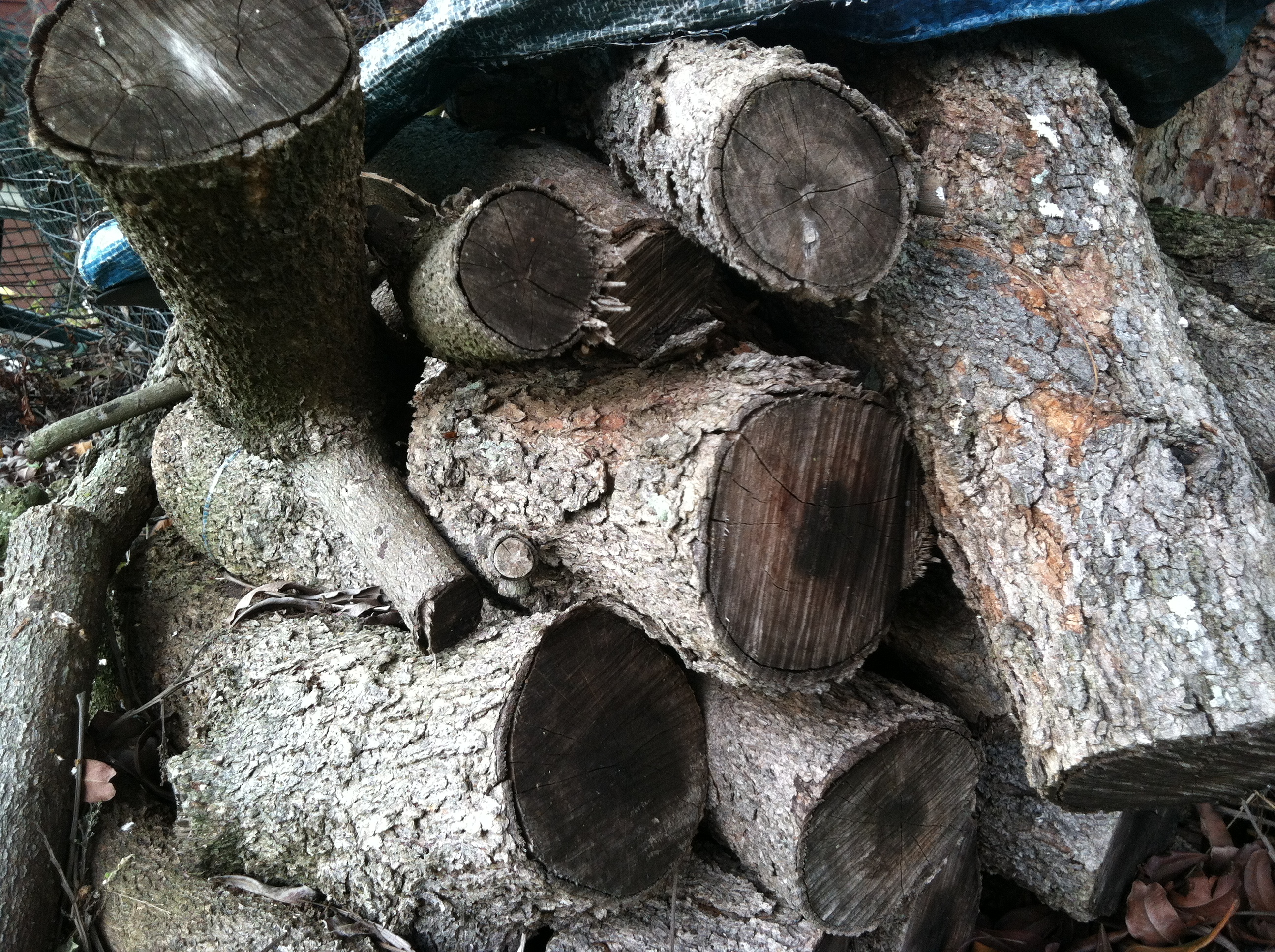 Chop Wood, Carry Water My Life With Mike