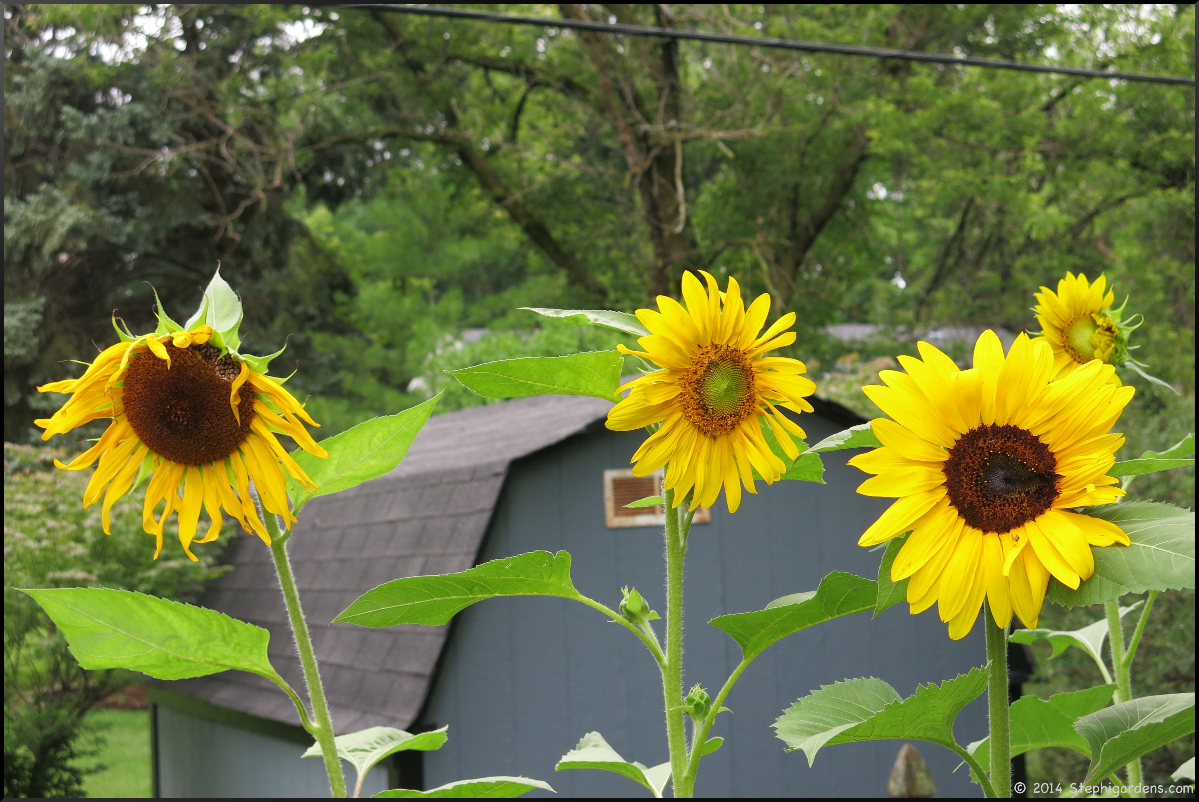 mammoth russian sunflowers Stephi Gardens