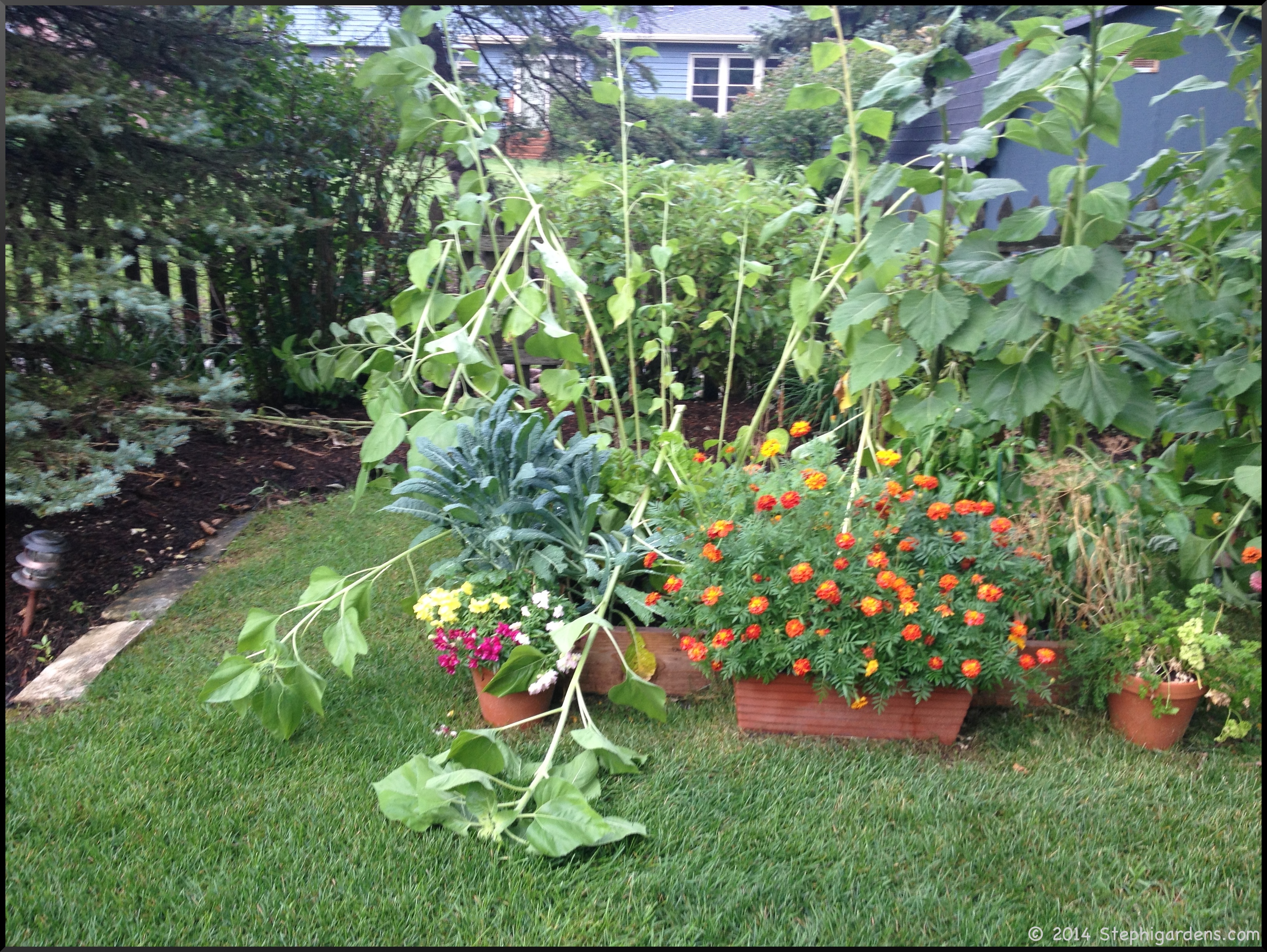 mammoth russian sunflowers Stephi Gardens