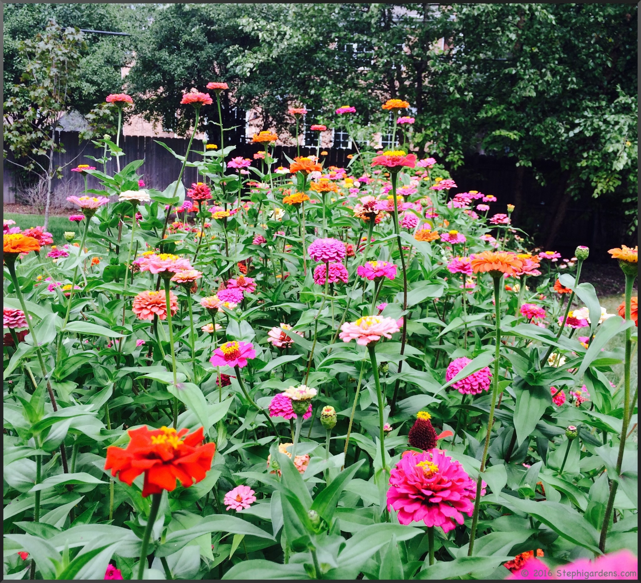 zinnia seeds Stephi Gardens