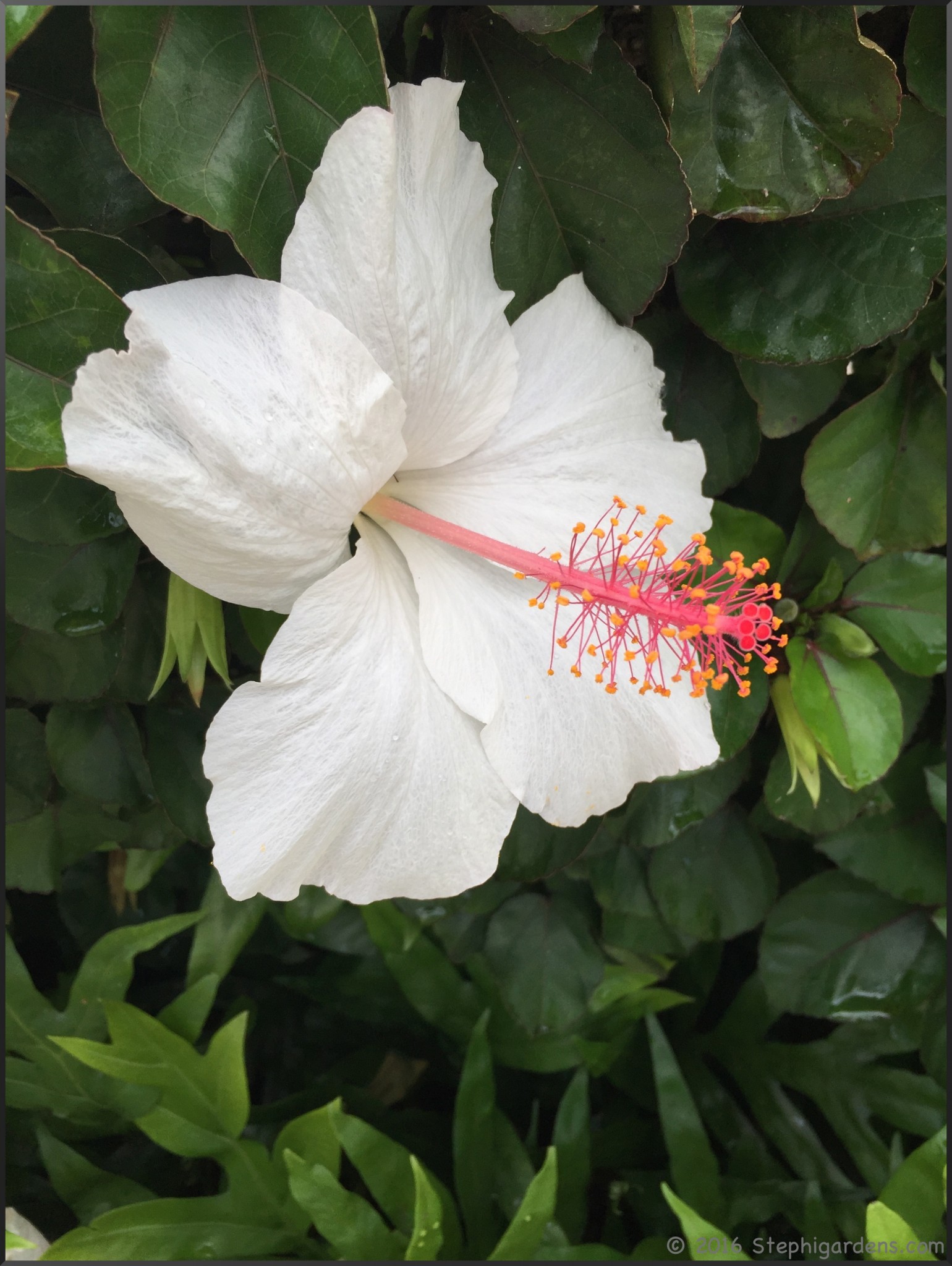 Beautiful Hibiscus of Kauai Stephi Gardens