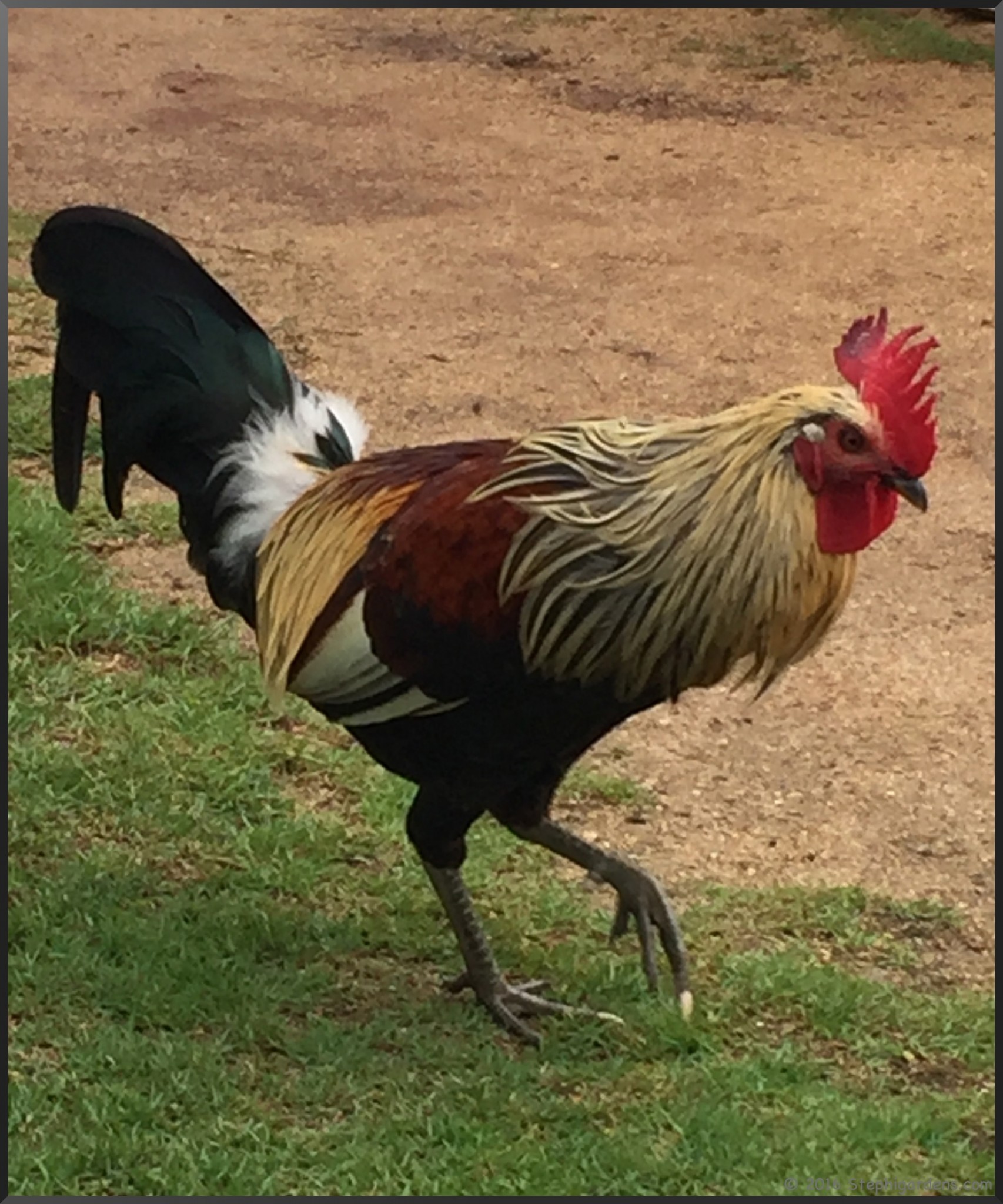 Chickens of Kauai Good or Bad??? Stephi Gardens