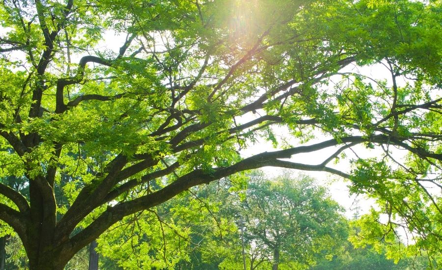 Hamlin Park Step Out Buffalo