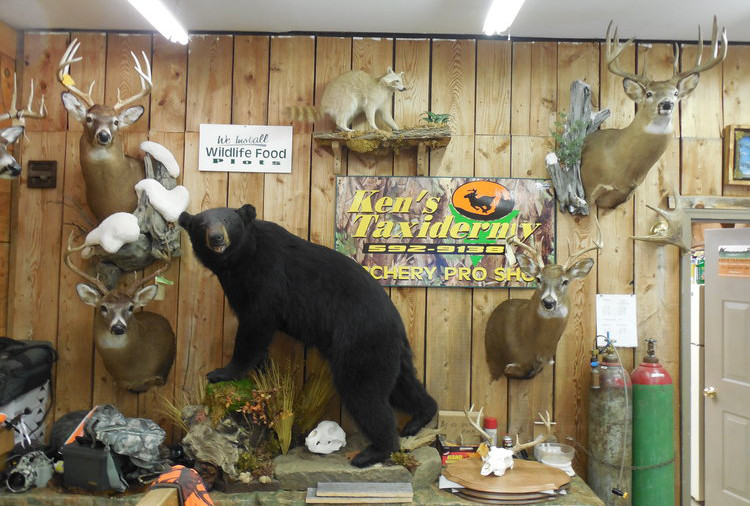 Ken's Taxidermy Step Out Buffalo