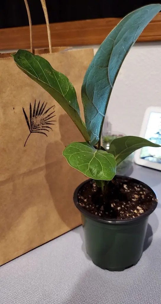 How Plants Help With Mental Health Steps of Impact