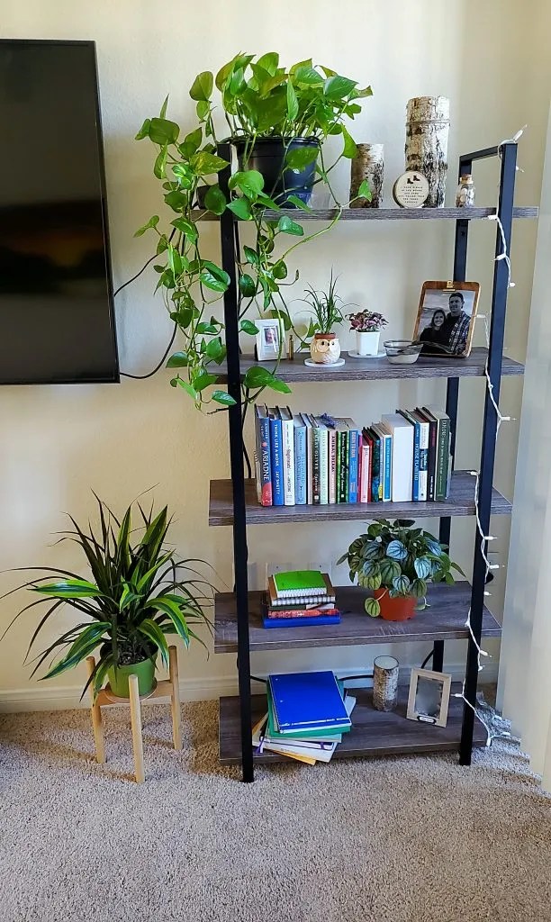 Best House Plants for Beginners Steps of Impact