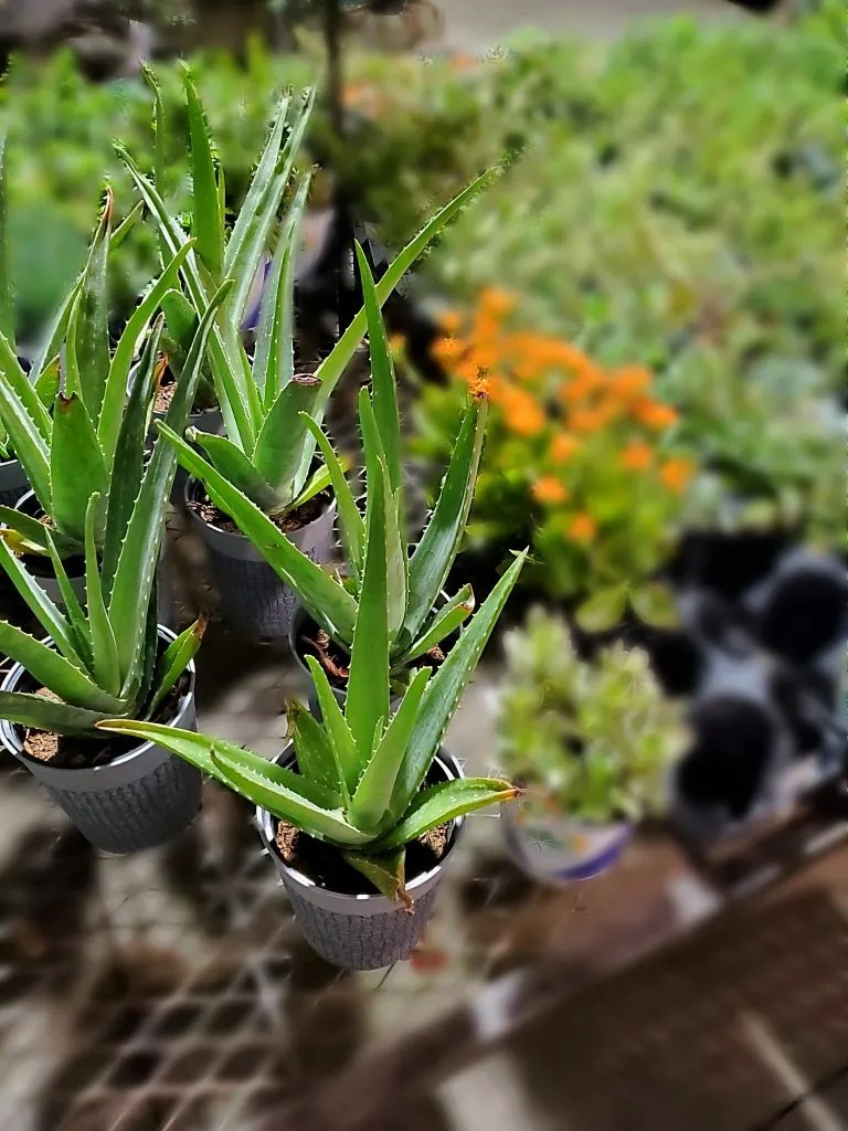 Best House Plants for Beginners Steps of Impact