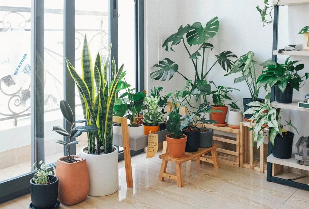 Best House Plants for Beginners Steps of Impact