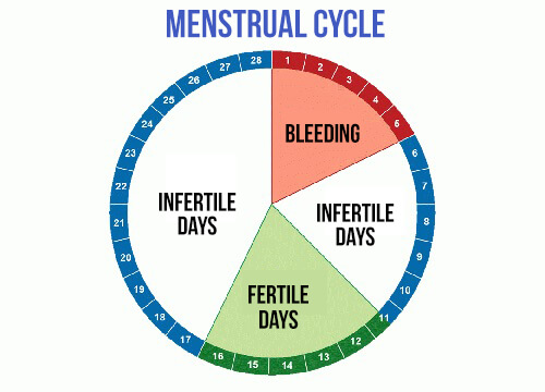 What Are Your Most Fertile Days? Step To Health