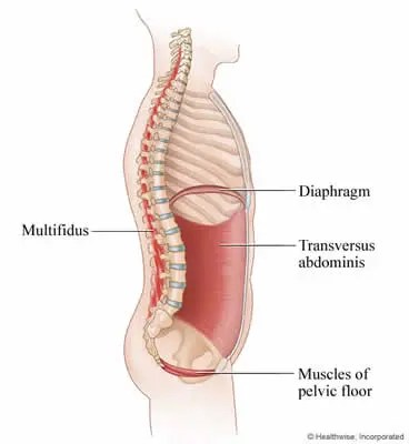 Hoe Span Ik Mijn Bekkenbodemspieren Aan? – Sterkher | Pre & Postnataal Fitness