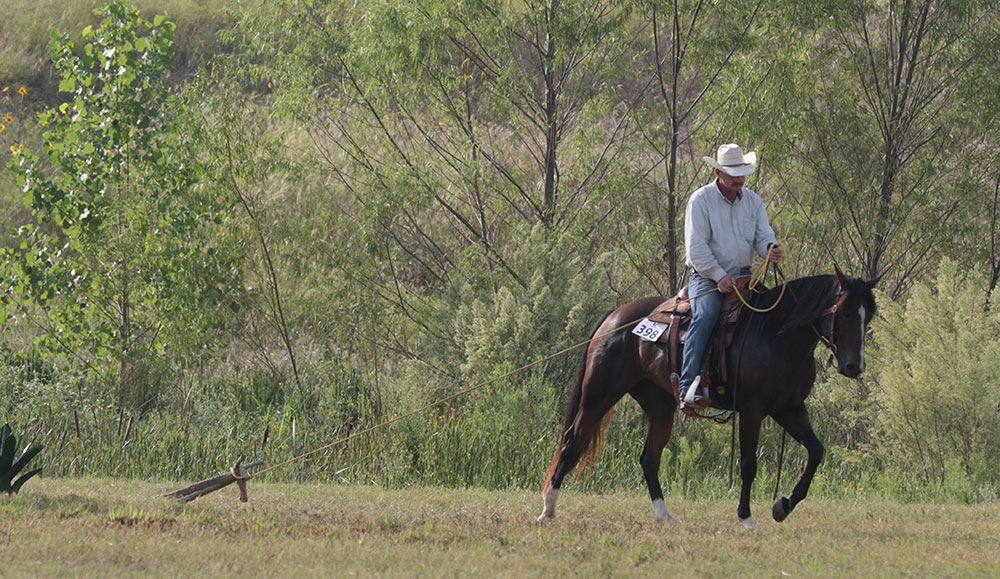 Exceptional Starts Sterling Equine