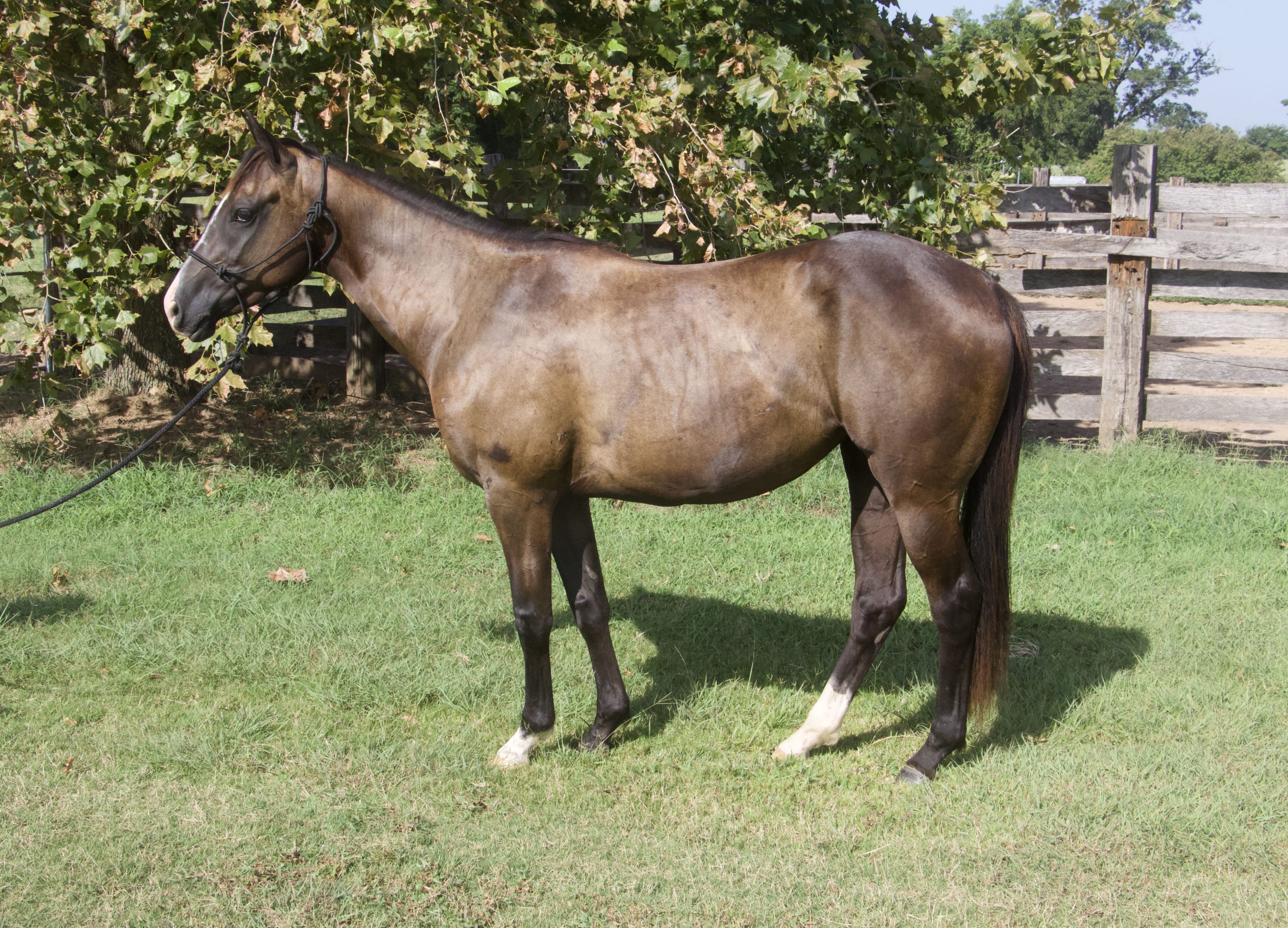 SEVs One Slick Chick Sterling Equine