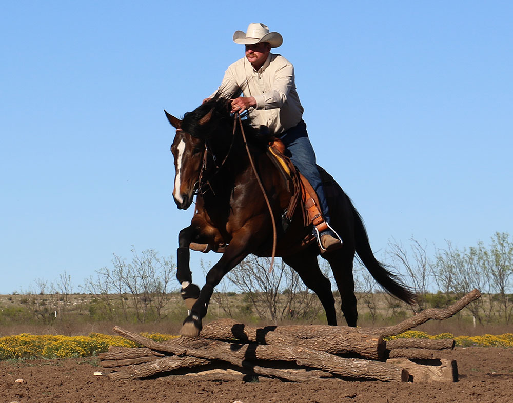 Exceptional Starts Sterling Equine