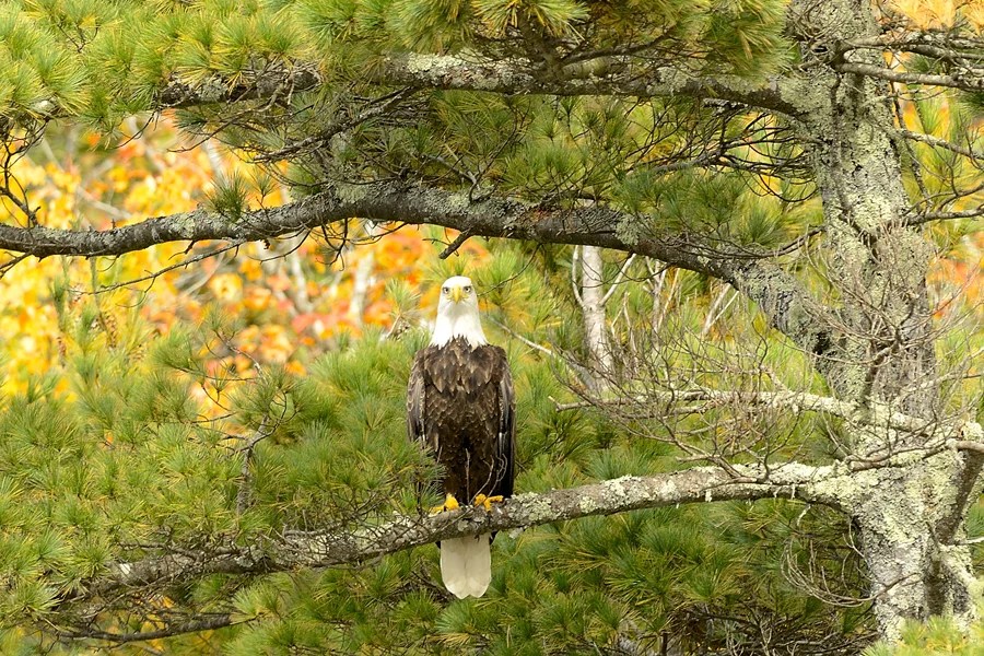 Maine Eagles Walt Sterneman Photography