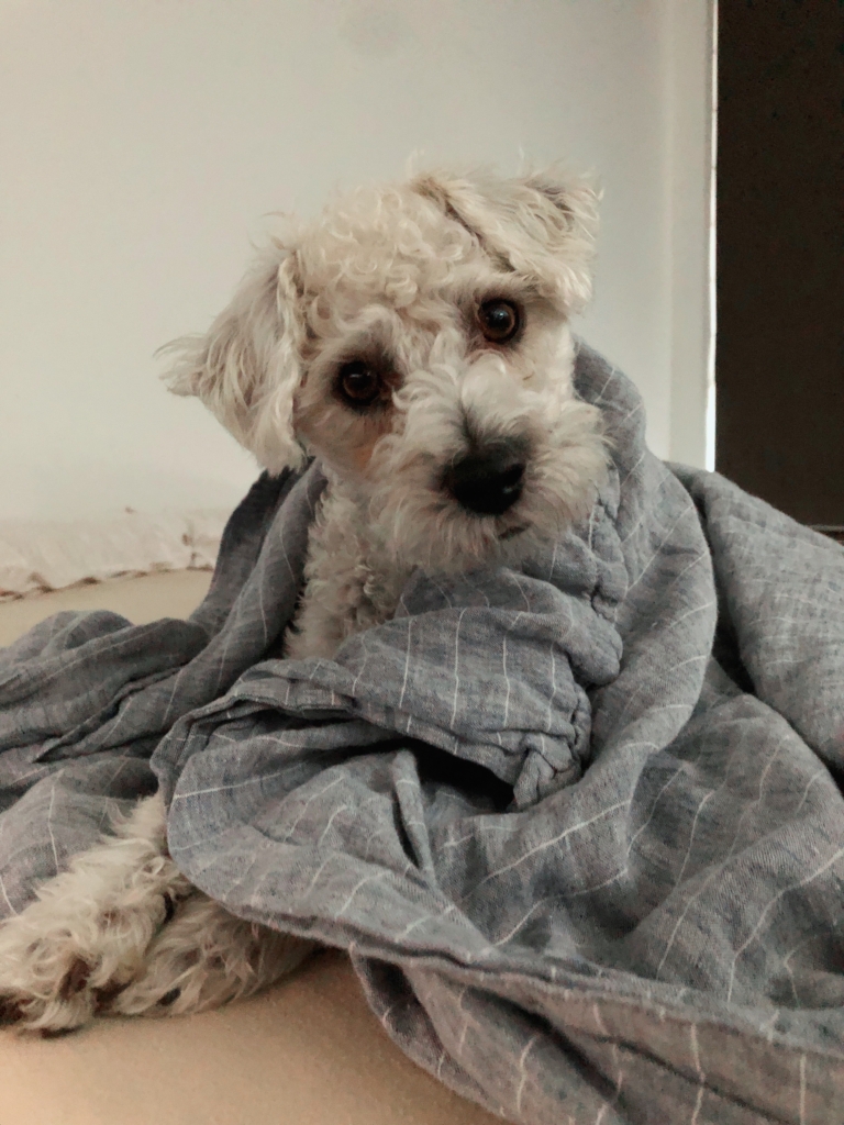 Poet Alexandria Hall Got Married on Zoom! STET