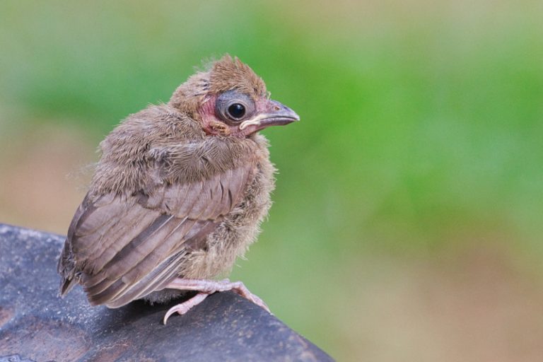 Northern Cardinal Fledgling Steve Creek Wildlife Photography