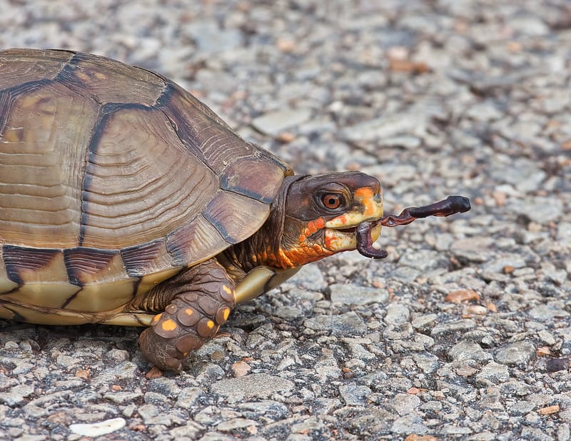 Box Turtle With Dried Earthworm Steve Creek Wildlife Photography