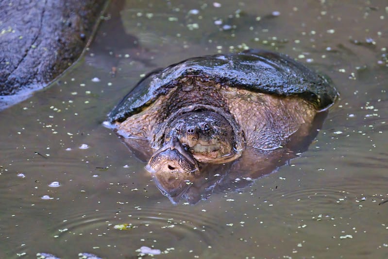Snapping Turtles Mating Steve Creek Photography