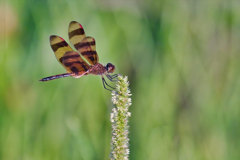 The Halloween Pennant Dragonfly