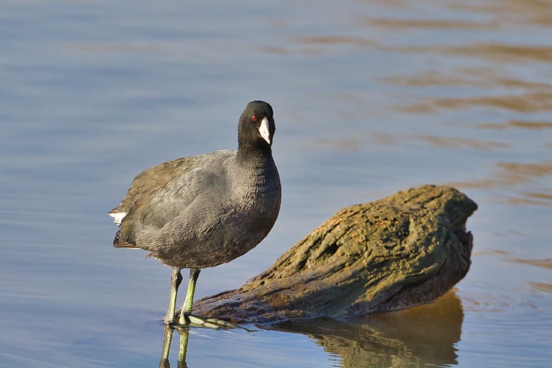 American Coot
