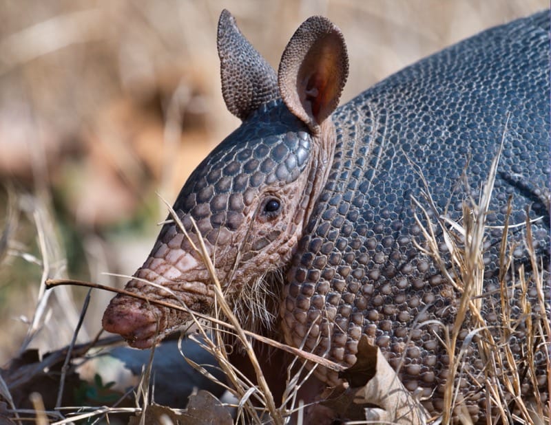 Armadillo Closeup Profile Steve Creek