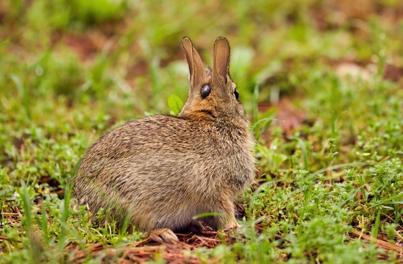 Cottontail Rabbit With A Tick Steve Creek Wildlife Photography