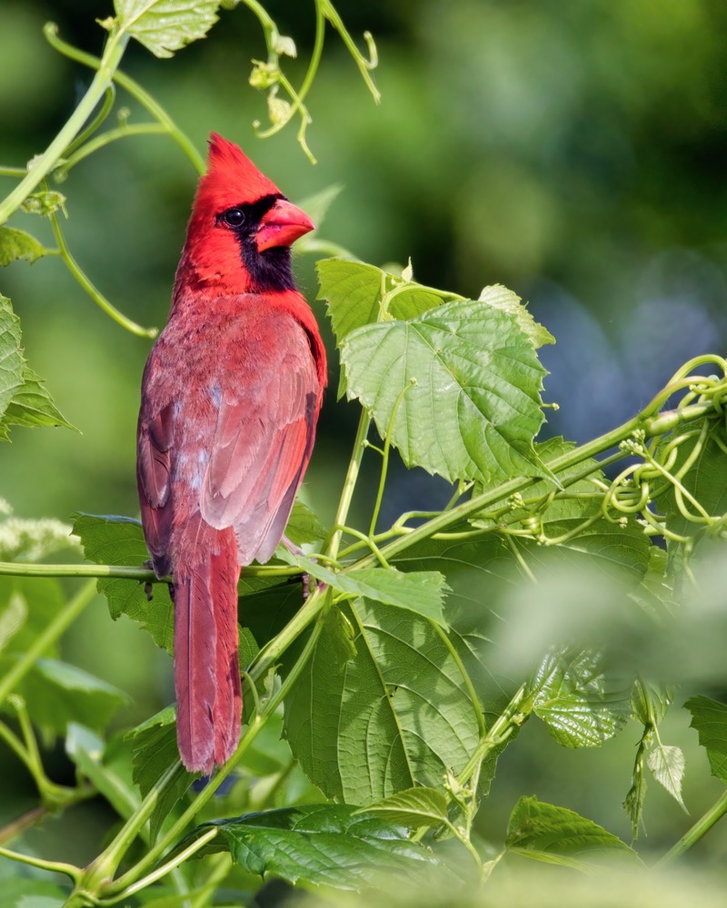 Northern Cardinal In The Vines Steve Creek