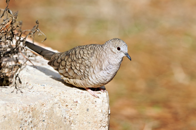 Inca Doves Visit My Yard in Arkansas Steve Creek Wildlife Photography