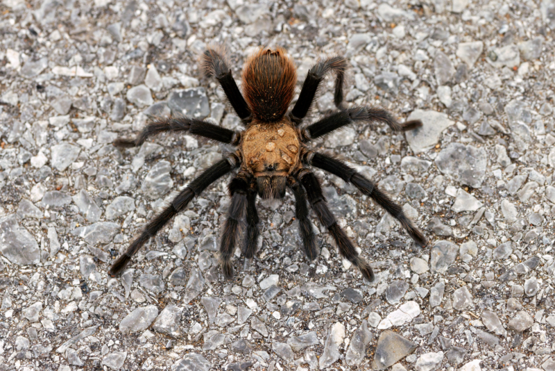 Why You’re Seeing So Many Tarantulas in Oklahoma Right Now