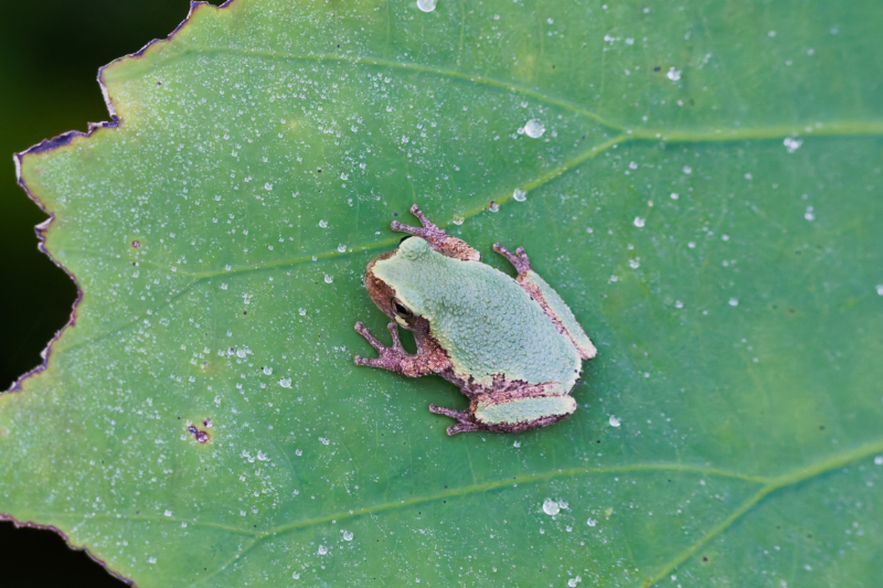Observing the ColorChanging Mastery of the Gray Tree Frog Steve