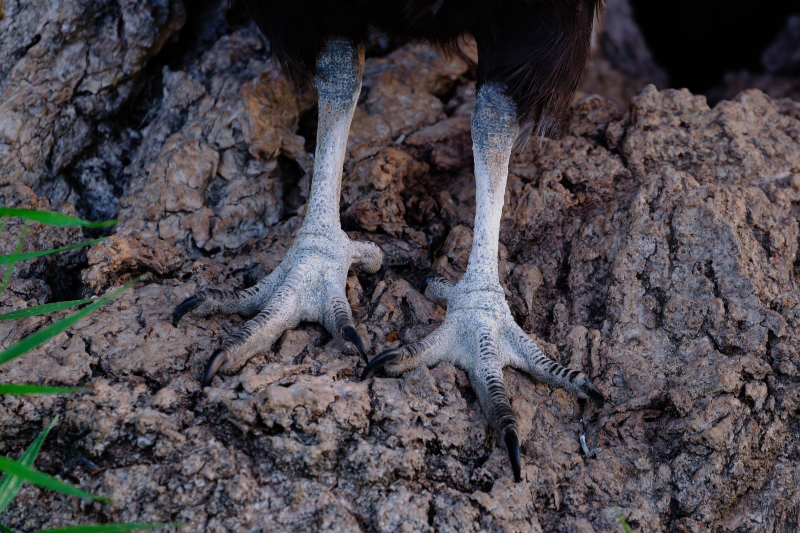 The Anatomy of a Scavenger The Feet of Black Vultures