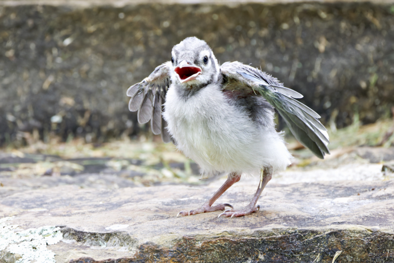 Hungry Baby Blue Jay Facts About Blue Jay Chicks Steve Creek