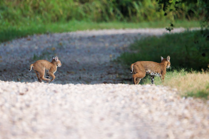 Bobcat Steve Creek Wildlife Photography