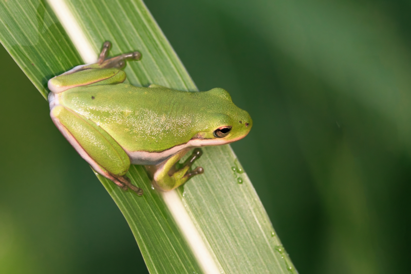 Green Tree Frogs Camouflage Masters Steve Creek Wildlife Photography