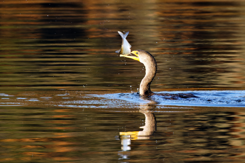 Cormorant Fishing Techniques Steve Creek Wildlife Photography