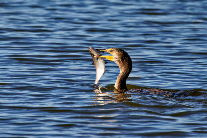 Cormorants To Fly or Feast? Steve Creek Wildlife Photography