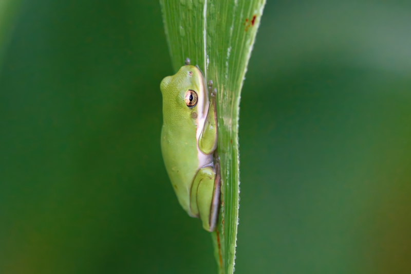 Green Tree Frogs Camouflage Masters Steve Creek Wildlife Photography