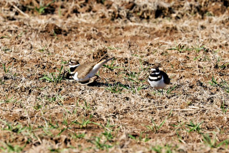 The Surprising Meaning Behind a Killdeer’s Tail Flagging Display