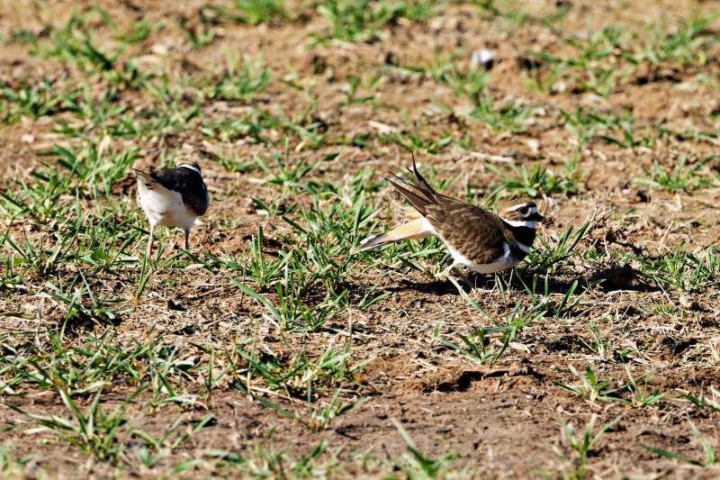 The Surprising Meaning Behind a Killdeer’s Tail Flagging Display