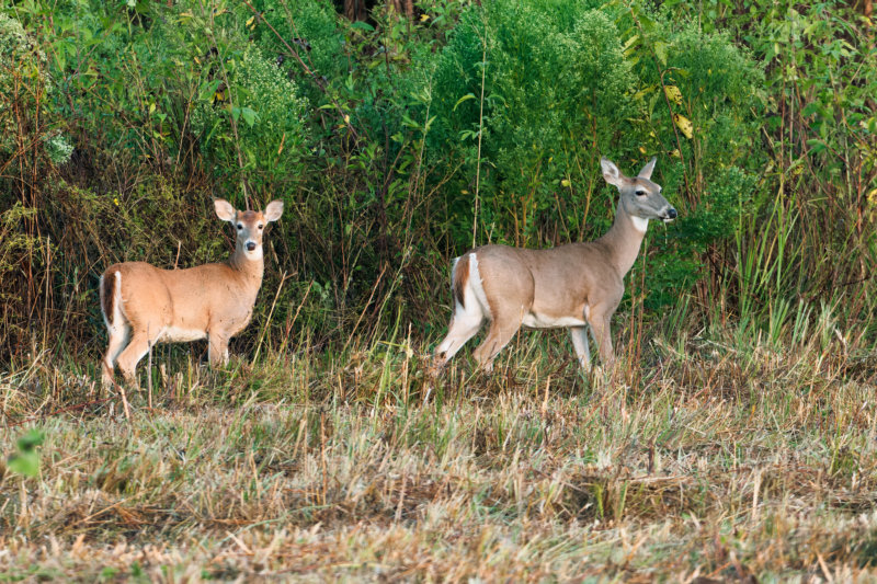 White Tailed Deer Buck And Doe